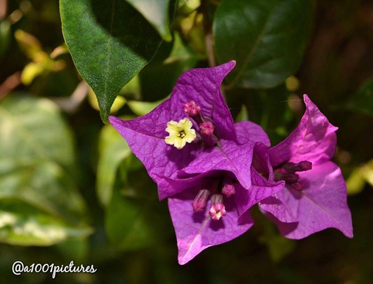 May you have a peaceful Easter week! ..... flower  nikonphotography ... (Somewhereinlebanon)