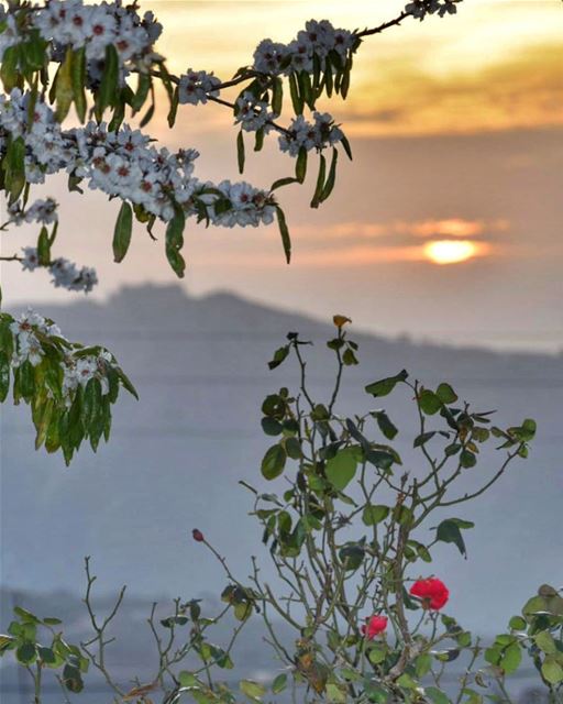 May your every sunset carry roses of gratitude for the day that passed &... (El Qlaïaâ, Al Janub, Lebanon)