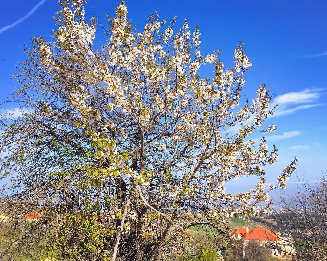May your week be brightened with blossoms of hope, happiness & positivity � (Ehden, Lebanon)