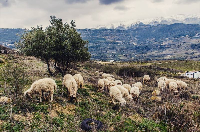 Mazraat el Shouf.   lebanon  hiking  nature  outdoors  livelovelebanon ... (Chouf)