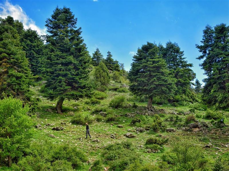 Me &  MyLeb 💚 🇱🇧.. mountainlife  mountains  cedars  trees  sky ... (My Lebanon)