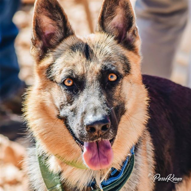 Meet  colt A  germanshepherd  dog  pkshotz instadog dogstagram ...