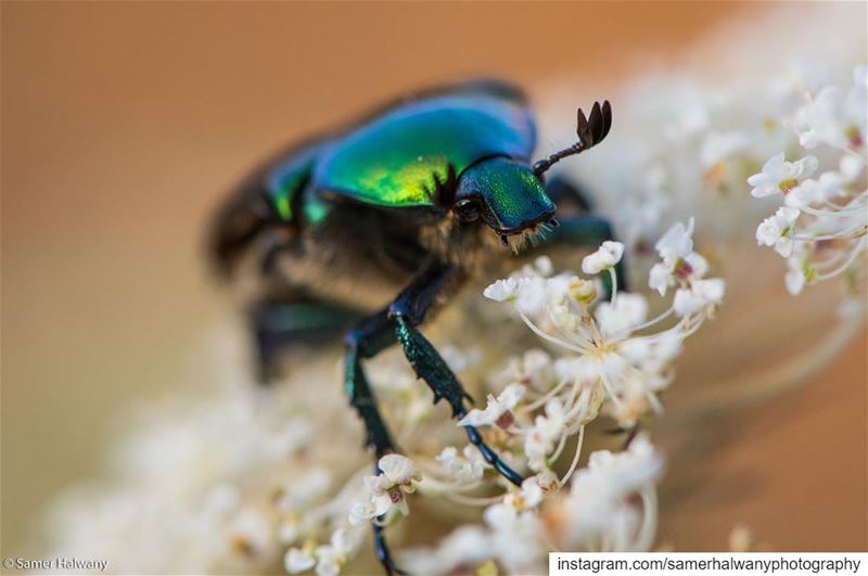 Meet the  rosebeetle ...shot in  ainab  lebanon  nature  macro ...