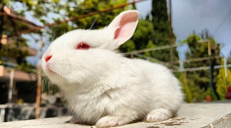 Meet this cute Rabbit ما رأيكم في هذا الأرنب ؟Photo taken by @charboulach (Lebanon)