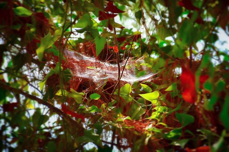 Memory is like a spiderweb that catches new information.. The more it... (Ed Douâr, Mont-Liban, Lebanon)