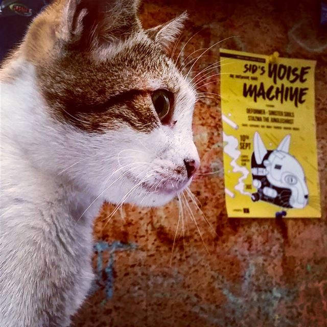 Meow machine.  Lebanon  beirut  marmkhayel  love  cats  cats_of_instagram ... (Radio Beirut)
