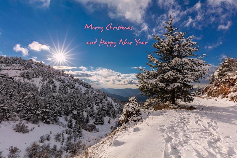  merrychristmas  happynewyear  lebanon  winter  snow  cedar  trees  sun ...