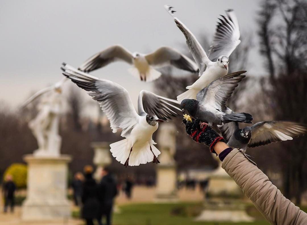 Message of peace!... shot in  paris  france  lebanonspotligths  seagull ...