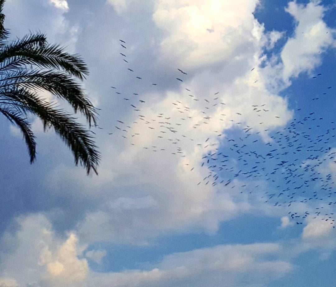 Migrating birds  birds  migratingbirds  lebanoninapicture  ptk_lebanon ... (Beirut, Lebanon)
