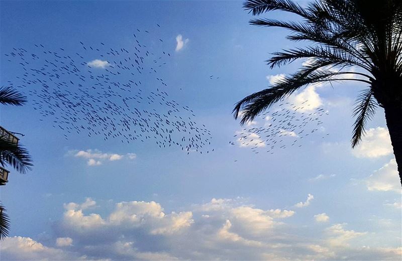  migratingbirds  lebanoninapicture  ptk_lebanon  livelovebeirut ... (Beirut, Lebanon)
