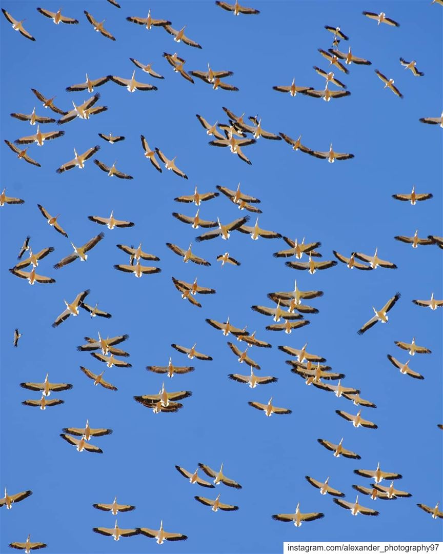 Migration 🕊 - The skies above Faraya  on Early May 2019.  birds  sky ... (Faraya, Mont-Liban, Lebanon)