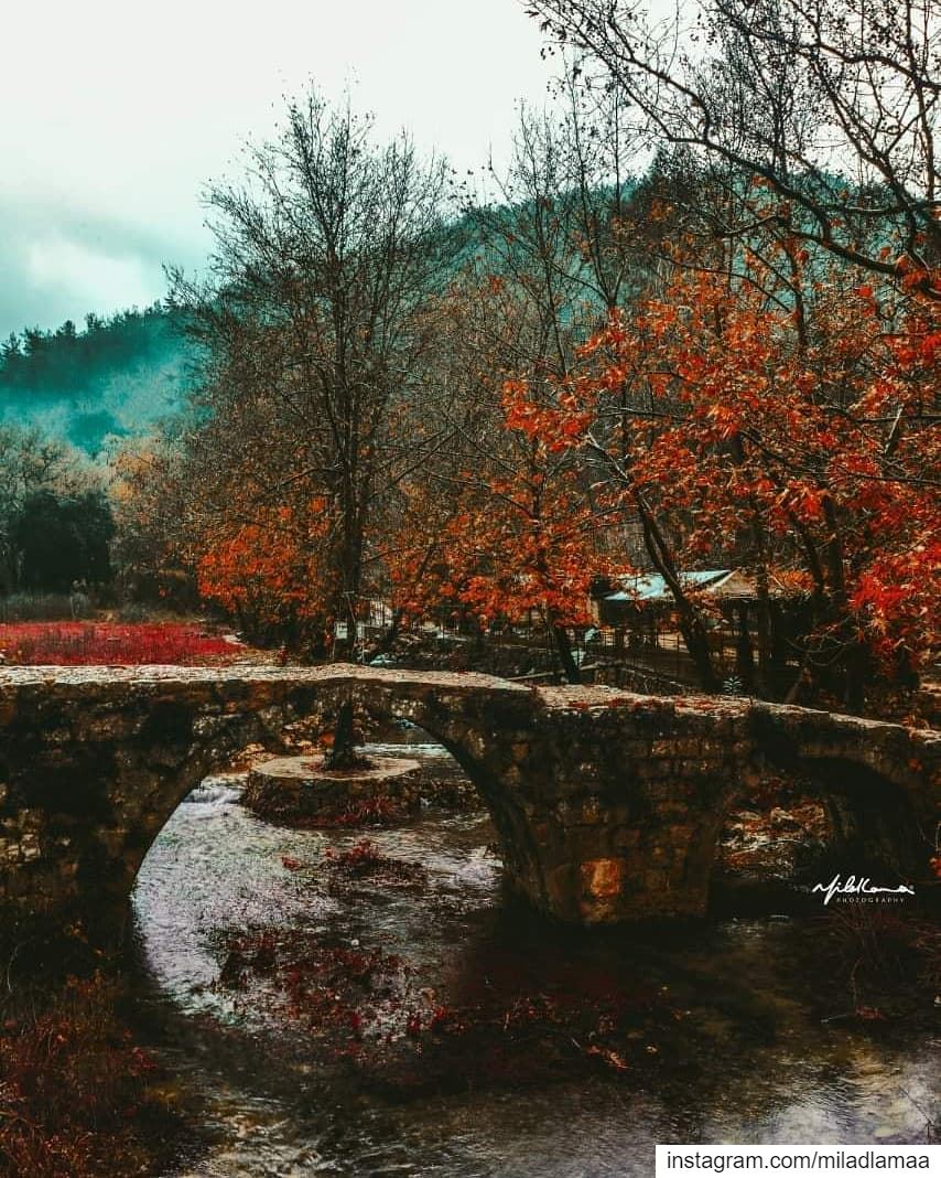 © Milad Lamaa | Autumn has come | 2018  autumn  autumncolours ...