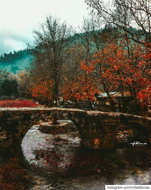 © Milad Lamaa | Autumn has come | 2018  autumn  autumncolours ...