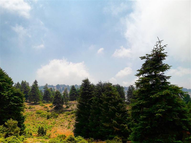 Miles and miles of constant beauty 🌲💚 ...... travel  travelgram ... (Al Qubayyat, Liban-Nord, Lebanon)