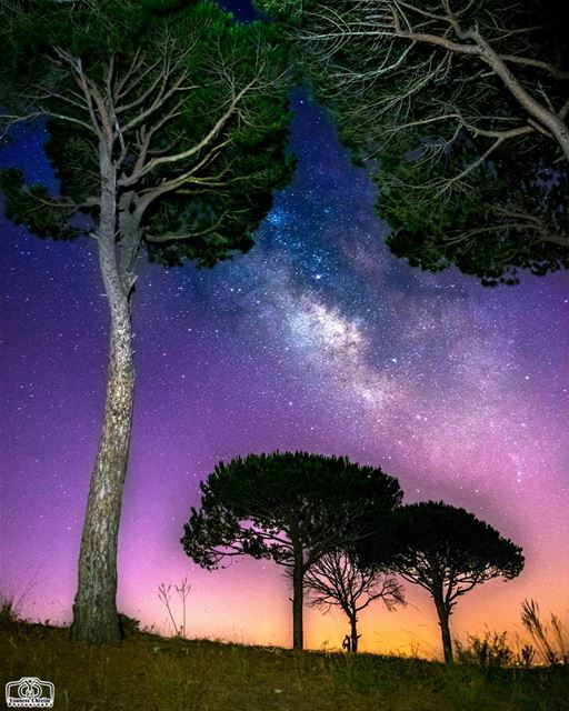 Milkyway in the forest  milkyway  stars  astronomy  tree  trees  pine ...