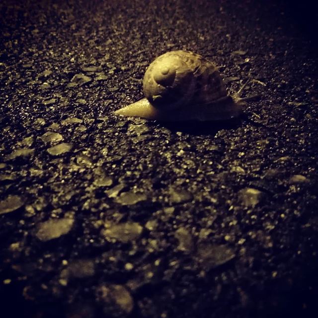 Mindfulness... 🐌  happyhap  snailsofinstagram ...