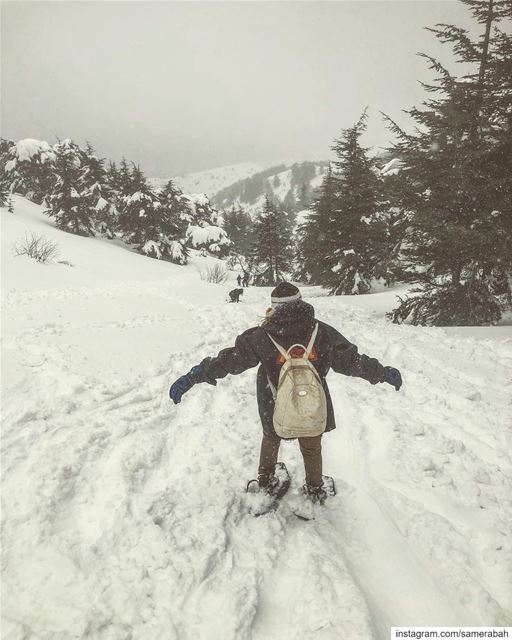 Missing the mountains. . . . .. . .. .. .. .. snow  wild  forest ... (Al-Shouf Cedars Natural Reserve)