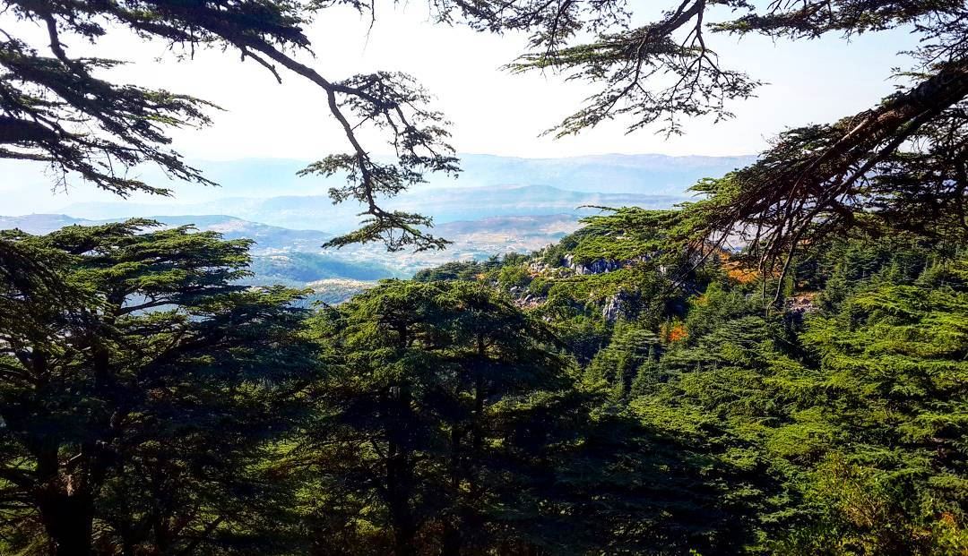 Missing the woods.  Lebanon  barouk  arzelbarouk  baroukcedars  cedars ...