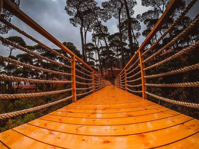 Mistakes are the usual bridge between inexperience and wisdom....