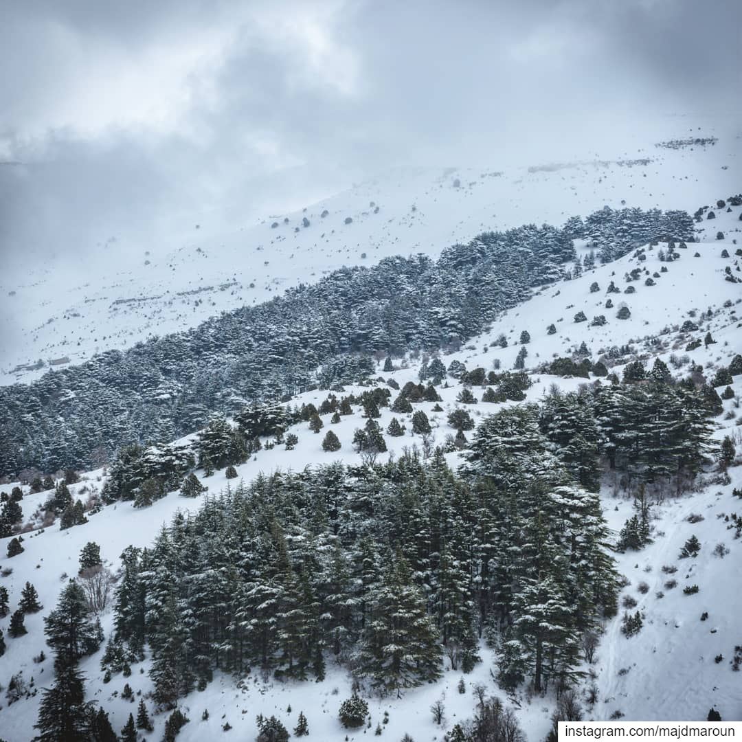 Misty Mountains❄❄❄••• lebanon  nature  snow  snowmountain ... (Horsh Ehden)