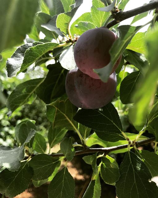 MMMMMMMMMM 😌 day36  lebanon  lebanonfruits  farmerlife  whatsuplebanon ... (Baskinta, Lebanon)