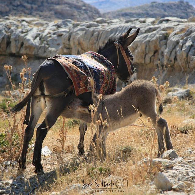 Mom, iz time you knew..... photo  photos  pic  pics  picture ... (Tannourine)