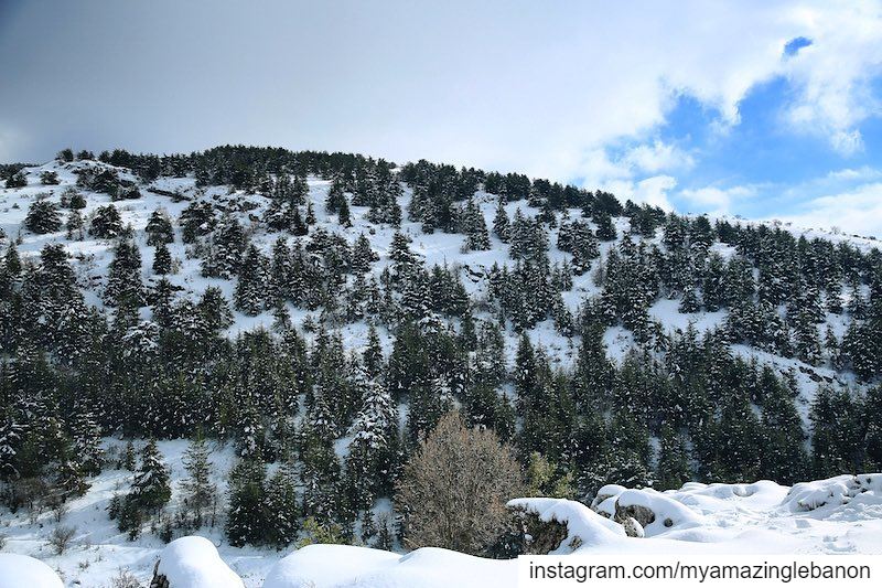 Moments of solitude with Mother Nature is sunshine to a soul 💙🌲❄️ ... (Aïn Zhalta, Mont-Liban, Lebanon)