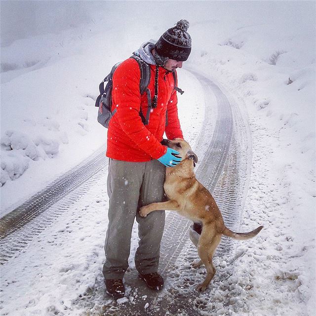  monday hike hiking snow snowing dog animal happydog camping adventure... (Zaarour)