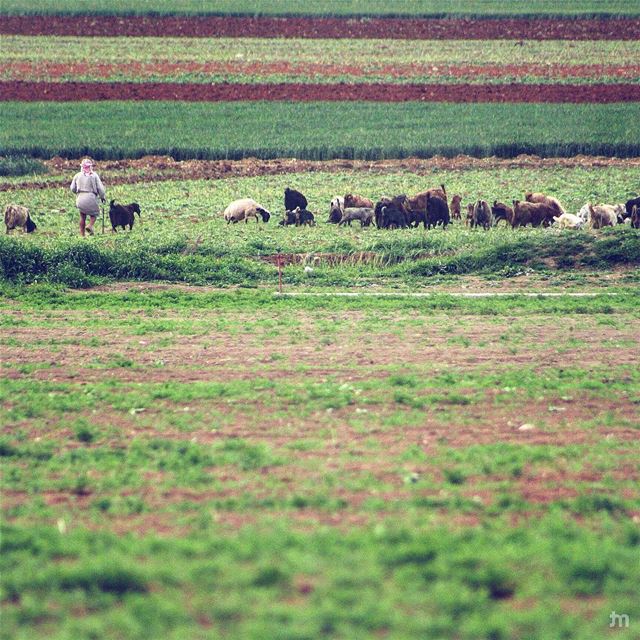 - Monday morning meetings be like-... livelovebekaa  livelovebaalbeck ... (Bekaa Valley)
