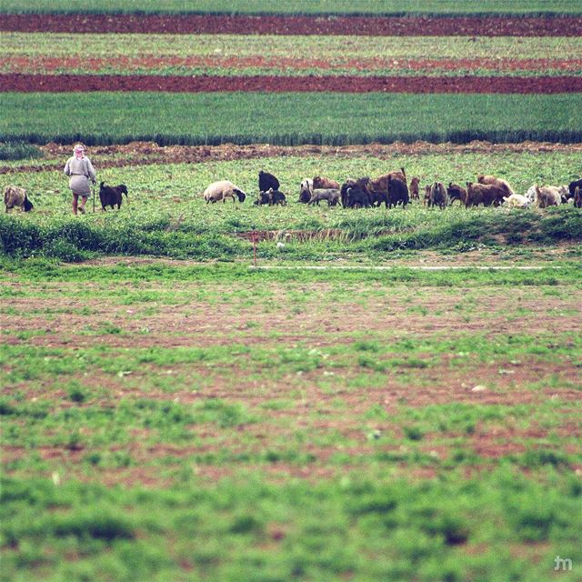 - Monday morning meetings be like-... livelovebekaa  livelovebaalbeck ... (Bekaa Valley)