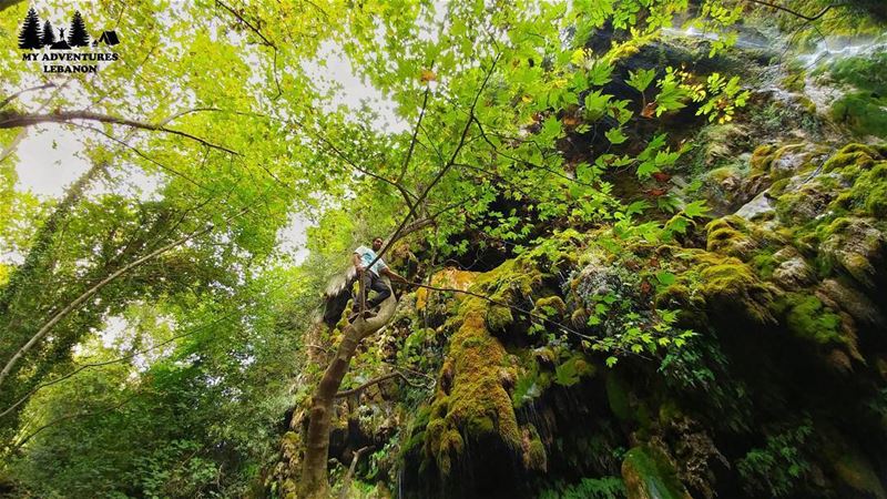 Monkeying around🐒Event this Sunday🚶Hiking to Wadi Qannoubin🍃... (Wadi Qannubin, Liban-Nord, Lebanon)