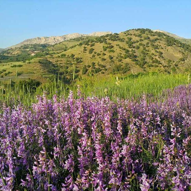  montain  morning  akkar  whatsuplebanon  retrieveroftheday  igtoday ...