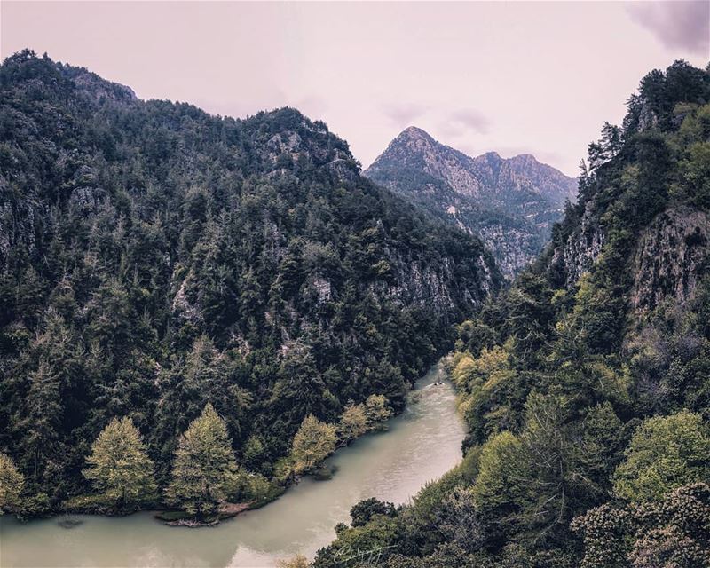 Mood Valley  mood  lake  forest  lebanon  green  winter  river  trees ... (Chouwen)