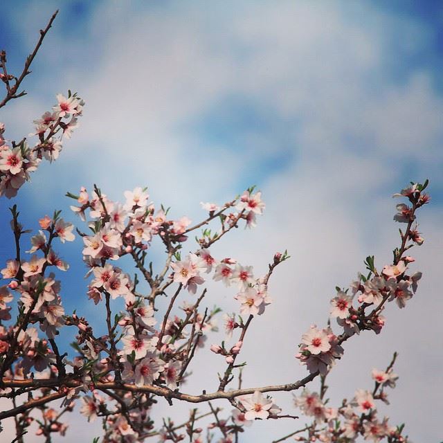  moodtoday  morning  riseandshine  blossoms  blossom  spring  flowers ...