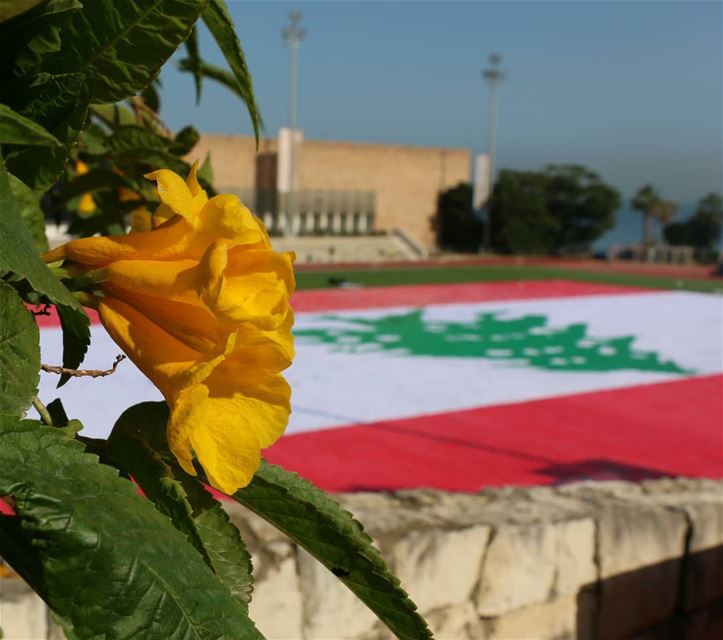 Morning all... Today I was lucky. Having a morning walk at AUB I ran into ( (American University of Beirut (AUB))