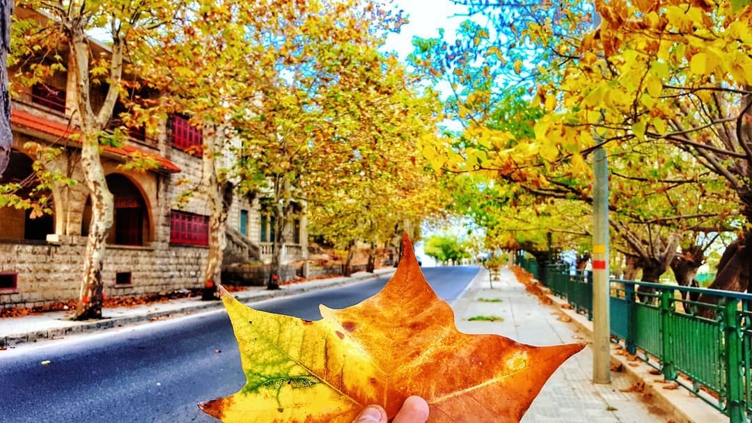  morning 🍂🍁  autumn  leaves  autumn🍁  lebanon  nature ... (Sawfar, Mont-Liban, Lebanon)