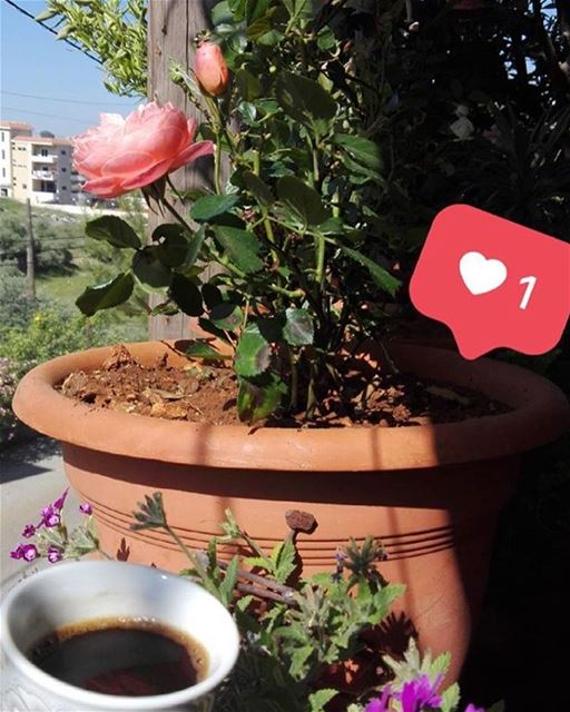 Morning b beit el day3a 🌸🌺 lebanese_in_sweden  livelovelebanon ...