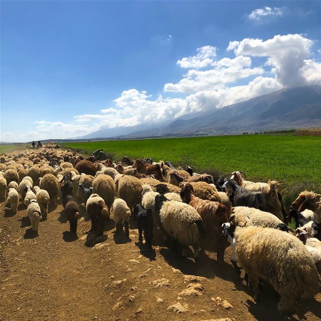  morning  beqaa  peaceful  cuteanimals ... (`Ammiq, Béqaa, Lebanon)