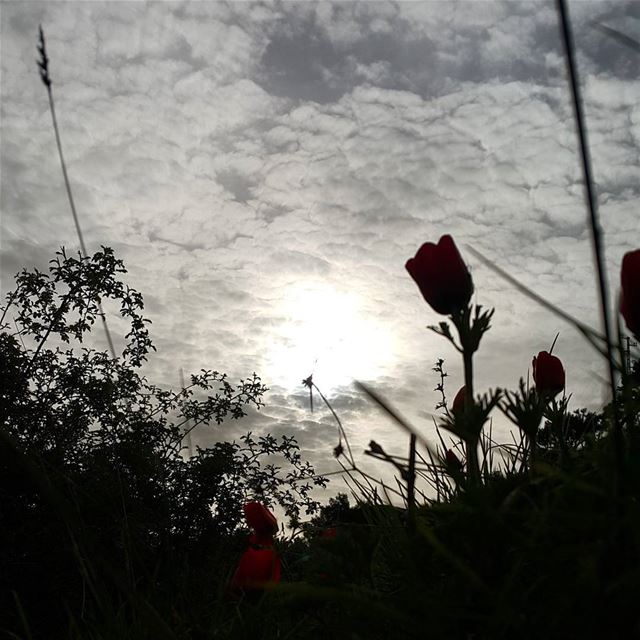  morning  clouds  skyline  sky  skylovers  sunrise  silouette ...