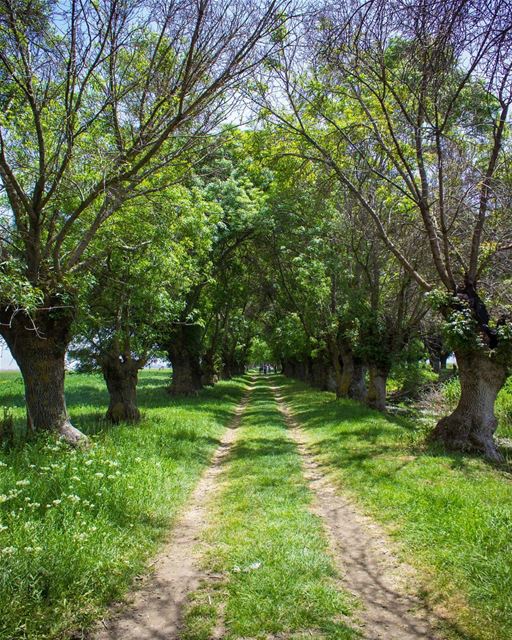 Morning dears 🍃💚 (West Bekaa)