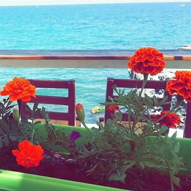  Morning  Flowers  colors  tahetelrih2017  ta7etelri72017  تحت_الريح_٢٠١٧... (Ta7t El Ri7 - Anfeh)