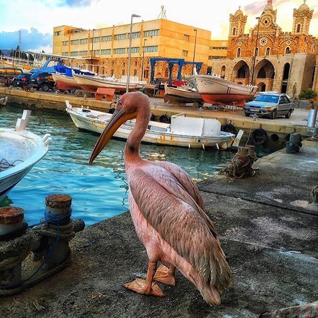 Morning From Batroun😍