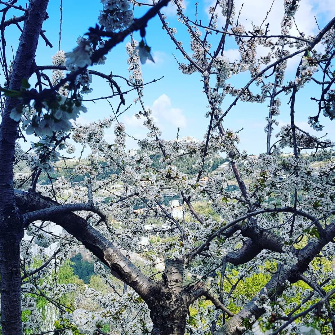 Morning from my  cherrytree  spring ... (Ghebale, Mont-Liban, Lebanon)