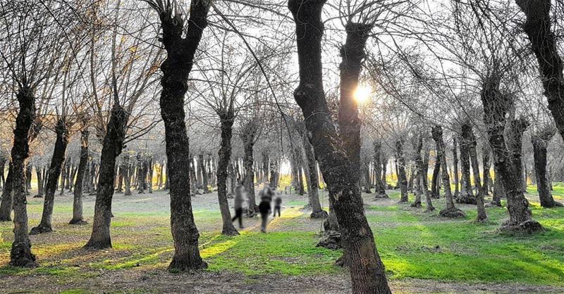 Morning from Taanayel - Bekaaصباح الخير من تعنايل - البقاعPhoto taken by... (Deïr Taanâyel, Béqaa, Lebanon)