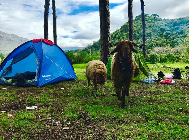 Morning from the wood!..... campinghiking  campingvibes ... (Jezzine District)