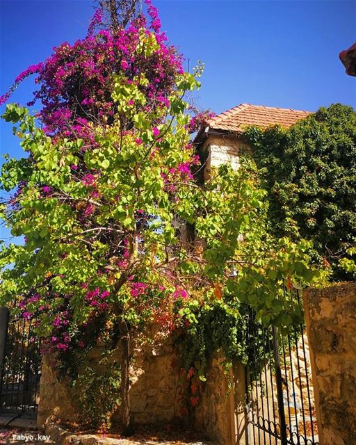  morning house flowers nature canon flowershot insta_flowers... (Chouf)