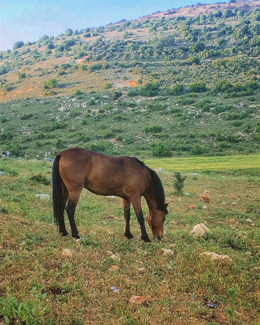 Morning 😃 lebanon  ainebel  village  naturephotography  nature ... (Aïn Ebel, Al Janub, Lebanon)