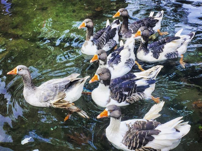 Morning 😃 lebanon  batroun  beitchlela  village  river  duck ... (Beit Chléla, Liban-Nord, Lebanon)