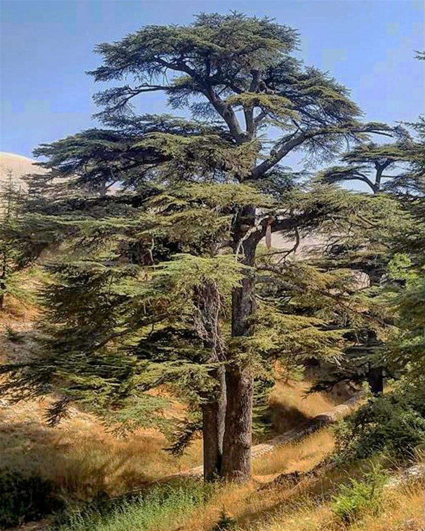 Morning 😀 lebanon  cedarsoflebanon  cedarsofgod  morning  positivevibes ... (The Cedars of Lebanon)