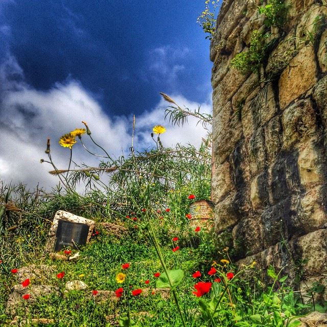 Morning!  lebanon  clouds  flowers  sky  nature  ghazir ...